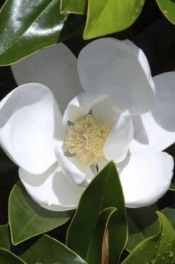 Claudia Wannamaker Southern Magnolia - 7 Gallon Pot (5-6')