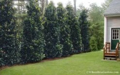 Claudia Wannamaker Southern Magnolia - 7 Gallon Pot (5-6') -Wilson Bros Gardens Magnolia Claudia Wannamaker 2