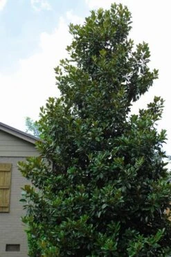 Claudia Wannamaker Southern Magnolia - 7 Gallon Pot (4-5') -Wilson Bros Gardens Magnolia Claudia Wannamaker 4 1