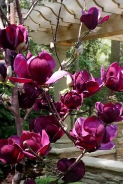 Genie Magnolia Tulip Tree - 1 Gallon Pot -Wilson Bros Gardens Magnolia Genie 4