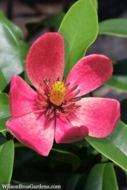 Stellar Ruby Magnolia Single Trunk Tree (Banana Shrub Hybrid) - 7 Gallon Pot (4-5') -Wilson Bros Gardens Magnolia Stellar Ruby 5
