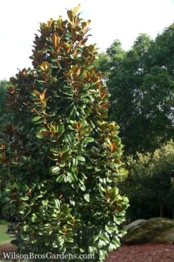 Teddy Bear Dwarf Southern Magnolia - 7 Gallon Pot (3-4') -Wilson Bros Gardens Magnolia Teddy Bear 5
