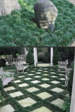 Dwarf Mondo Grass - 18 Count Flat Of Pint Pots 11 Dwarf Mondo Grass - 18 Count Flat Of Pint Pots -Wilson Bros Gardens Mondo Grass Dwarf Rev 500x750 2