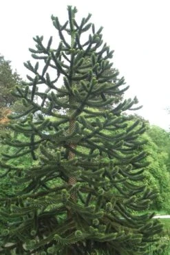 Monkey Puzzle Tree (Araucaria Auracana) - 8" Pot (16-18") -Wilson Bros Gardens Monkey Puzzle Tree 2