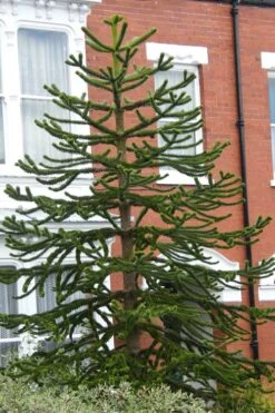 Monkey Puzzle Tree (Araucaria Auracana) - 1 Gallon Pot -Wilson Bros Gardens Monkey Puzzle Tree 3 1
