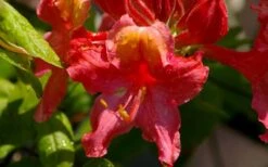 Jeb Stuart Native Azalea (Rhododendron) - 1 Gallon Pot -Wilson Bros Gardens Native Azalea Jeb Stuart 3