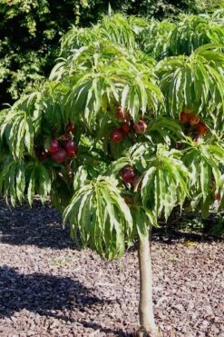 Bonanza Dwarf Patio Peach Tree - 5 Gallon -Wilson Bros Gardens Peach Bonanza 2