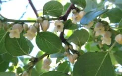 American Persimmon Tree - Diospyros Virginiana - 3 Gallon Pot -Wilson Bros Gardens Persimmon American 5