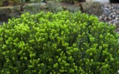 Baby Gem Boxwood - 1 Gallon Pot -Wilson Bros Gardens Picture Boxwood Baby Gem Leaves