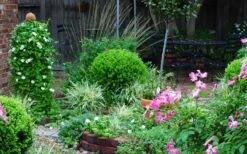 Baby Gem Boxwood - 1 Gallon Pot -Wilson Bros Gardens Picture Boxwood Baby Gem Specimen