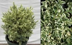 Dwarf Variegated Boxwood - 6 Pack Of 1 Gallon Pots -Wilson Bros Gardens Picture Boxwood Dwarf Variegated
