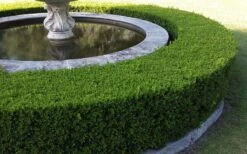Little Missy Dwarf Boxwood - 6 Pack Of 1 Gallon Pots -Wilson Bros Gardens Picture Boxwood Franklins Gem Hedge 2