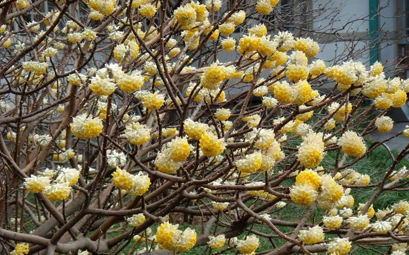 Winter Gold Edgeworthia Chrysantha - Paper Bush - 3 Gallon Pot 8 Winter Gold Edgeworthia Chrysantha - Paper Bush - 3 Gallon Pot - Image 8