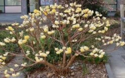 Winter Gold Edgeworthia Chrysantha - Paper Bush - 3 Gallon Pot 23 Winter Gold Edgeworthia Chrysantha - Paper Bush - 3 Gallon Pot -Wilson Bros Gardens Picture Edgeworthia Paper Bush 3