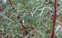 Angus Cold Hardy Eucalyptus Tree (Eucalyptus Nicholii) - 1 Gallon Pot -Wilson Bros Gardens Picture Eucalyptus Tree Anugus Willow Leaf Peppermint 2