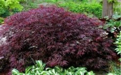 Red Dragon Dwarf Japanese Maple - 3 Gallon Pot -Wilson Bros Gardens Picture Japanese Maple Red Dragon