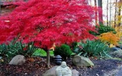 Red Dragon Dwarf Japanese Maple - 3 Gallon Pot -Wilson Bros Gardens Picture Japanese Maple Red Dragon 4
