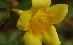 Butterscotch Yellow Jasmine (Jessamine) - Gelsemium Sempervirens - 1 Gallon Pot -Wilson Bros Gardens Picture Jasmine Butterscotch 4
