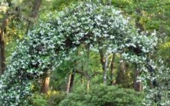 Confederate Jasmine Vine (Trachelospermum Jasminoides) - 3 Gallon Pot -Wilson Bros Gardens Picture Jasmine Confederate On Arch