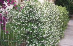 Confederate Jasmine Vine (Trachelospermum Jasminoides) - 3 Gallon Pot -Wilson Bros Gardens Picture Jasmine Confederate Vine 1