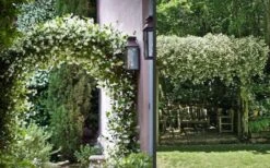 Madison Confederate Jasmine - 1 Gallon Pot -Wilson Bros Gardens Picture Jasmine Madison 3