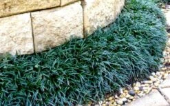 Dwarf Mondo Grass - 18 Count Flat Of Pint Pots 12 Dwarf Mondo Grass - 18 Count Flat Of Pint Pots -Wilson Bros Gardens Picture Mondo Grass Dwarf 4 1