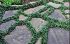 Dwarf Mondo Grass - 18 Count Flat Of Pint Pots 13 Dwarf Mondo Grass - 18 Count Flat Of Pint Pots -Wilson Bros Gardens Picture Mondo Grass Dwarf 6 1