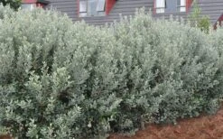 Bambina Dwarf Pineapple Guava (Feijoa Sellowiana ' Tharfiona') - 3 Gallon Pot -Wilson Bros Gardens Pineapple Guava Hedge