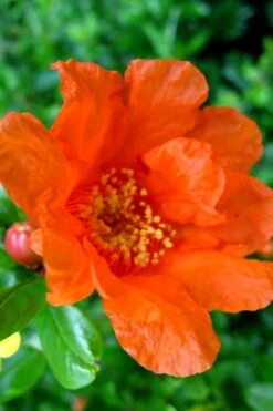 Russian 26 Cold Hardy Pomegranate - 1 Gallon Pot -Wilson Bros Gardens Pomegranate Russian 26 11 1