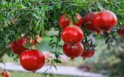 Russian 26 Cold Hardy Pomegranate - 1 Gallon Pot -Wilson Bros Gardens Pomegranate Russian 26 12 1