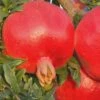 Russian 26 Cold Hardy Pomegranate - 1 Gallon Pot