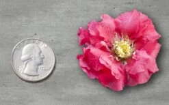 Double Take Pink Storm Flowering Quince - 2 Gallon Pot -Wilson Bros Gardens Quince Double Take Pink 11
