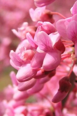 Carolina Sweetheart Eastern Redbud Tree - 3 Gallon Pot -Wilson Bros Gardens Redbud Carolina Sweetheart 13 1