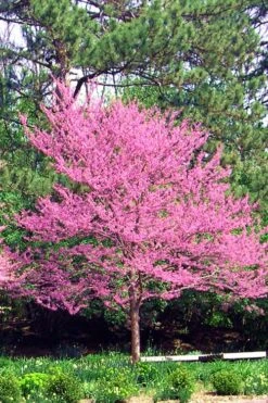 Carolina Sweetheart Eastern Redbud Tree - 5 Gallon Pot -Wilson Bros Gardens Redbud Carolina Sweetheart 14