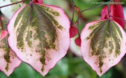 Carolina Sweetheart Eastern Redbud Tree - 5 Gallon Pot -Wilson Bros Gardens Redbud Carolina Sweetheart 9