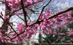 The Rising Sun Redbud Tree - 3 Gallon Pot -Wilson Bros Gardens Redbud Rising Sun 31 1