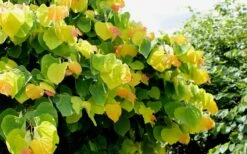 The Rising Sun Redbud Tree - 7 Gallon Pot (3-4') -Wilson Bros Gardens Redbud Rising Sun 33