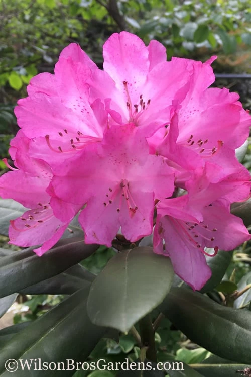 Southgate 'Radiance' Rhododendron - 3 Gallon Pot 1 Southgate 'Radiance' Rhododendron - 3 Gallon Pot