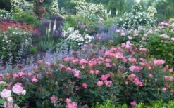 Swamp Rose (Rosa Palustris) - 3 Pack Of 1.5 Quart Pots -Wilson Bros Gardens Rose Knock Out Pink 8