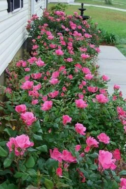 Swamp Rose (Rosa Palustris) - 3 Pack Of 1.5 Quart Pots -Wilson Bros Gardens Rose Knock Out Pink 9