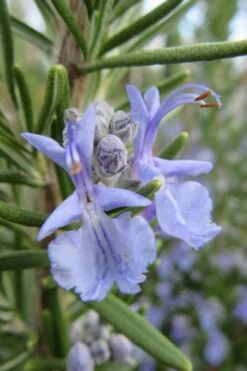 Prostrate Creeping Rosemary - 6 Pack Of Pint Pots -Wilson Bros Gardens Rosemary Prostrate 17