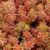 Coral Carpet Sedum Album - 10 Count Flat Of Quart Pots