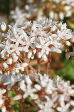 Coral Carpet Sedum Album - 10 Count Flat Of Quart Pots -Wilson Bros Gardens Sedum Album Coral Carpet 4