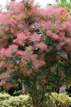 Grace Pink Flowering Smoke Tree - 3 Gallon Pot -Wilson Bros Gardens Smoketree Grace 1