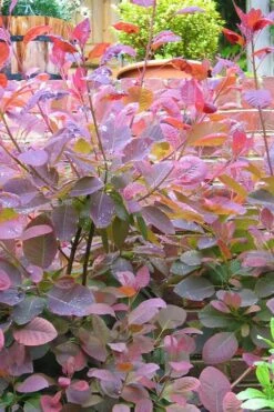 Grace Pink Flowering Smoke Tree - 3 Gallon Pot -Wilson Bros Gardens Smoketree Grace 3