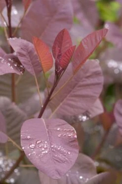 Grace Pink Flowering Smoke Tree - 3 Gallon Pot -Wilson Bros Gardens Smoketree Grace 4