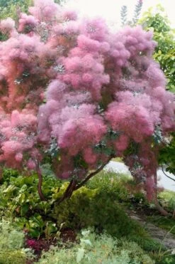Grace Pink Flowering Smoke Tree - 3 Gallon Pot -Wilson Bros Gardens Smoketree Grace 9