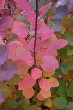 Grace Pink Flowering Smoke Tree - 3 Gallon Pot -Wilson Bros Gardens Smoketree Grace Fall Color 5