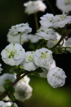 Plena Double Bridal Wreath Spirea (Spirea Prunifolia) - 1 Gallon Pot -Wilson Bros Gardens Spirea Bridal Wreath Plena 1 1