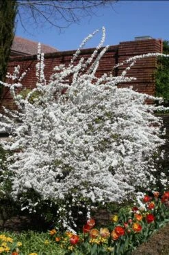 Plena Double Bridal Wreath Spirea (Spirea Prunifolia) - 1 Gallon Pot -Wilson Bros Gardens Spirea Bridal Wreath Plena 3 1